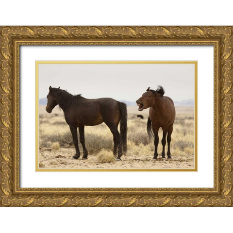 Namibia, Aus Two wild horses on the Namib Desert Gold Ornate Wood Framed Art Print with Double Matting by Kaveney, Wendy