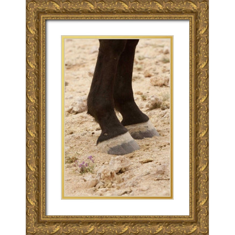 Namibia, Aus Close-up of wild horse hooves Gold Ornate Wood Framed Art Print with Double Matting by Kaveney, Wendy