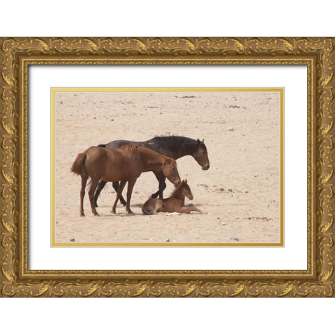 Namibia, Aus Wild horses on the Namib Desert Gold Ornate Wood Framed Art Print with Double Matting by Kaveney, Wendy