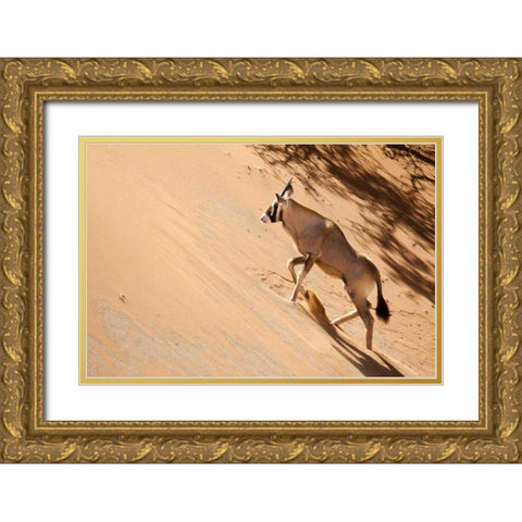 Namibia, Sossusvlei Oryx climbing a sand dune Gold Ornate Wood Framed Art Print with Double Matting by Kaveney, Wendy
