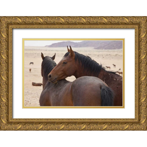 Namibia, Garub Two feral horses interact Gold Ornate Wood Framed Art Print with Double Matting by Young, Bill