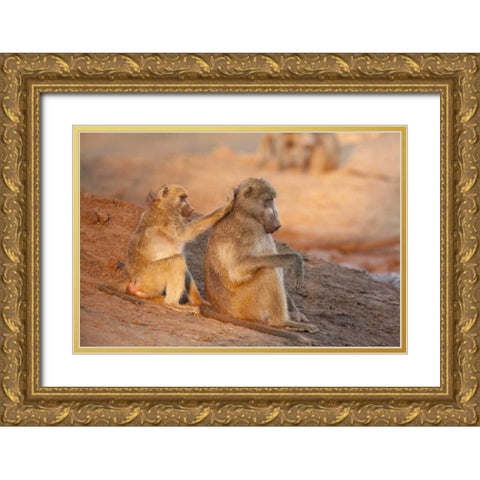Botswana Two grooming baboons Gold Ornate Wood Framed Art Print with Double Matting by Kaveney, Wendy