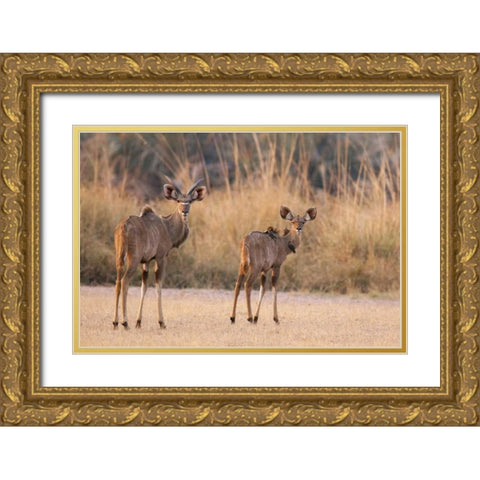 Namibia, Caprivi Strip A pair of kudu Gold Ornate Wood Framed Art Print with Double Matting by Kaveney, Wendy