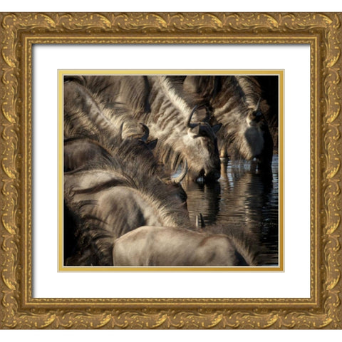 Namibia, Etosha NP Blue wildebeests drinking Gold Ornate Wood Framed Art Print with Double Matting by Kaveney, Wendy