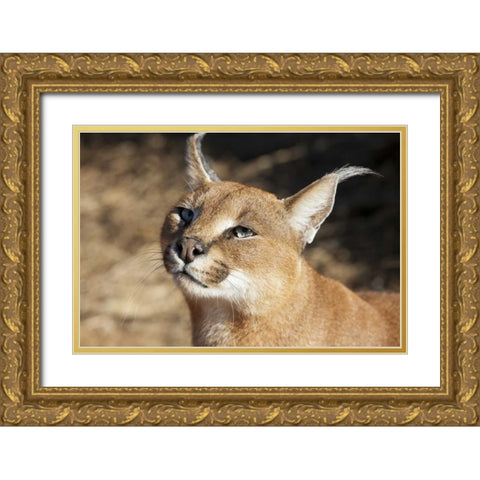 Namibia, Harnas Portrait of a caracal Gold Ornate Wood Framed Art Print with Double Matting by Kaveney, Wendy