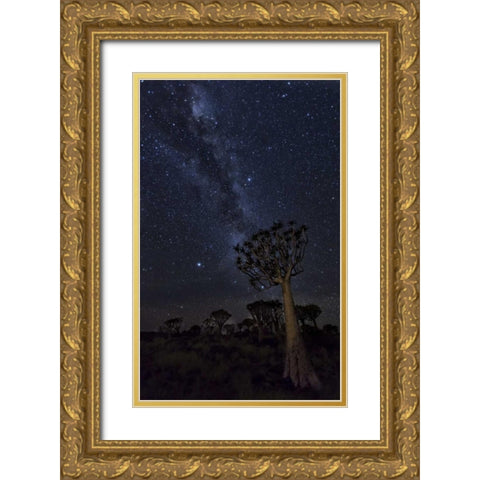 Namibia Milky Way and quiver trees at night Gold Ornate Wood Framed Art Print with Double Matting by Kaveney, Wendy