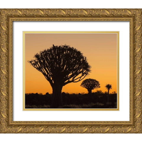 Africa, Namibia Quiver trees at twilight Gold Ornate Wood Framed Art Print with Double Matting by Kaveney, Wendy