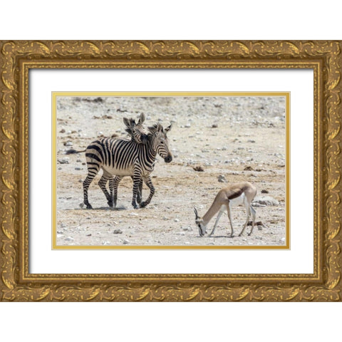 Africa, Namibia, Etosha NP Zebras and springbok Gold Ornate Wood Framed Art Print with Double Matting by Kaveney, Wendy