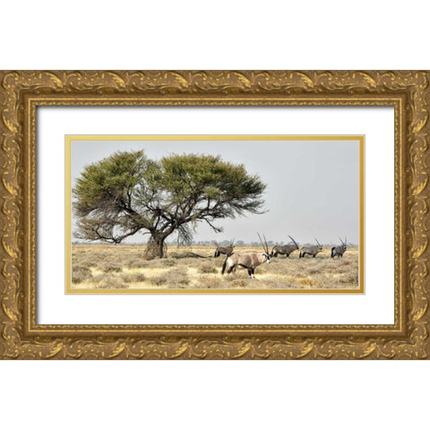Africa, Namibia, Etosha NP Five Oryx and tree Gold Ornate Wood Framed Art Print with Double Matting by Kaveney, Wendy