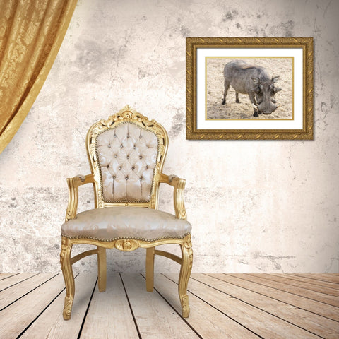 Africa, Namibia, Windhoek, Okapuka Ranch Warthog Gold Ornate Wood Framed Art Print with Double Matting by Kaveney, Wendy