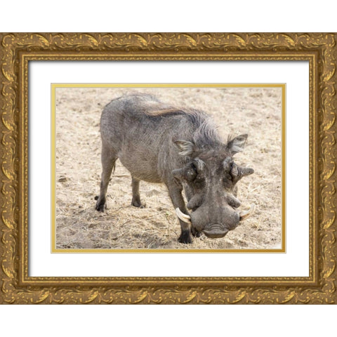 Africa, Namibia, Windhoek, Okapuka Ranch Warthog Gold Ornate Wood Framed Art Print with Double Matting by Kaveney, Wendy