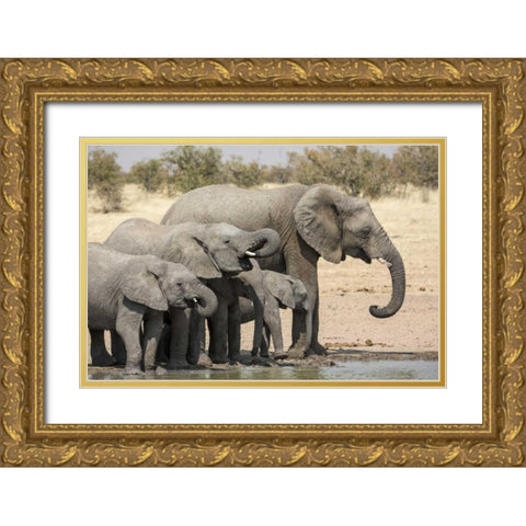 Namibia, Etosha NP Elephants drinking Gold Ornate Wood Framed Art Print with Double Matting by Kaveney, Wendy