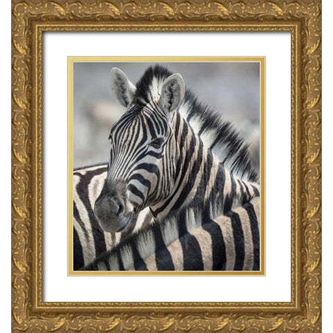 Namibia, Etosha NP Portrait of a Zebra Gold Ornate Wood Framed Art Print with Double Matting by Kaveney, Wendy