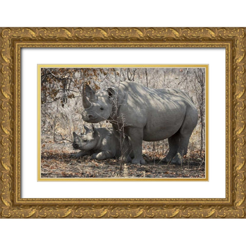 Namibia, Etosha NP Rhinoceros and baby in shade Gold Ornate Wood Framed Art Print with Double Matting by Kaveney, Wendy