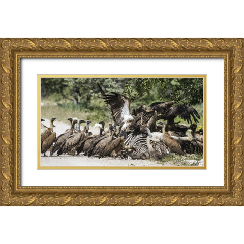 Namibia, Etosha NP Vultures on zebra carcass Gold Ornate Wood Framed Art Print with Double Matting by Young, Bill