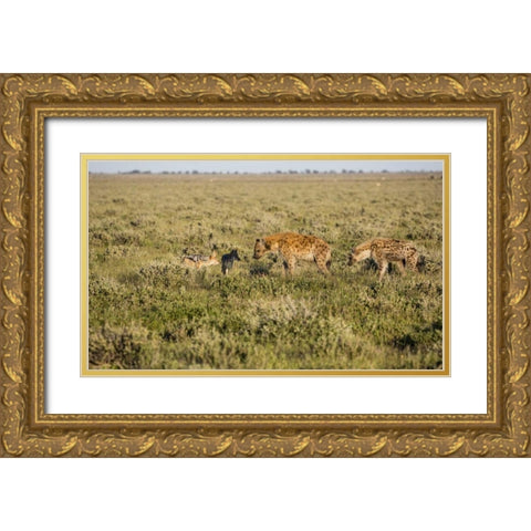 Namibia Hyenas and black-backed jackals eating Gold Ornate Wood Framed Art Print with Double Matting by Young, Bill