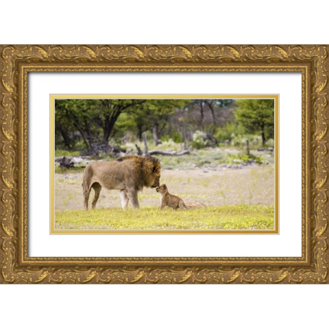 Namibia, Etosha NP Alpha male lion inspects cub Gold Ornate Wood Framed Art Print with Double Matting by Young, Bill