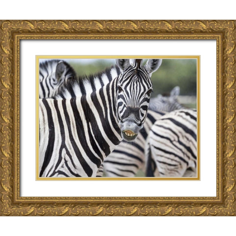Namibia, Etosha NP Zebra looking at camera Gold Ornate Wood Framed Art Print with Double Matting by Young, Bill