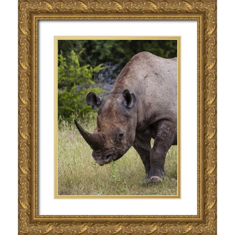 Namibia, Etosha NP Rhinoceros grazing on grass Gold Ornate Wood Framed Art Print with Double Matting by Young, Bill