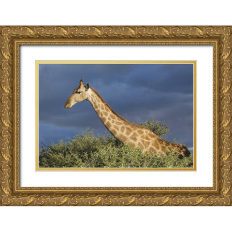 Namibia, Etosha NP Giraffe in camel thorn tree Gold Ornate Wood Framed Art Print with Double Matting by Young, Bill