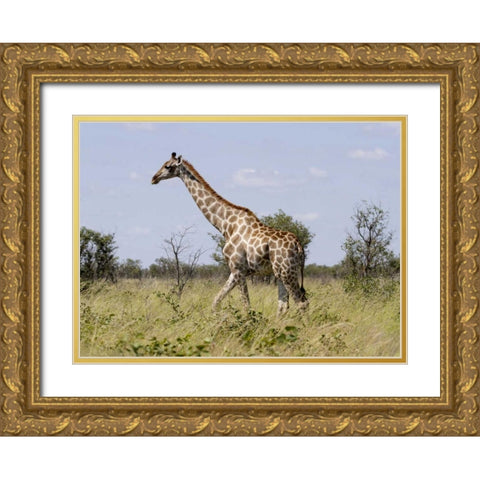 Namibia, Etosha NP Giraffe walking through grass Gold Ornate Wood Framed Art Print with Double Matting by Young, Bill