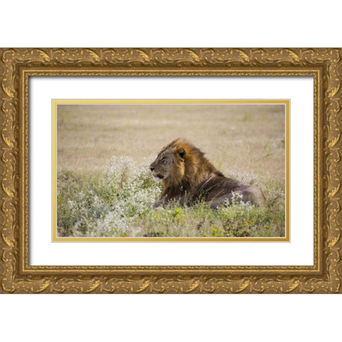 Namibia, Etosha NP Adult male lion resting Gold Ornate Wood Framed Art Print with Double Matting by Young, Bill