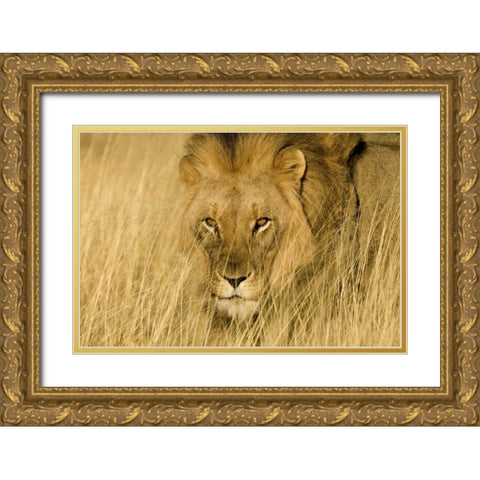 Africa, Namibia Male lion in dry grass Gold Ornate Wood Framed Art Print with Double Matting by Zuckerman, Jim