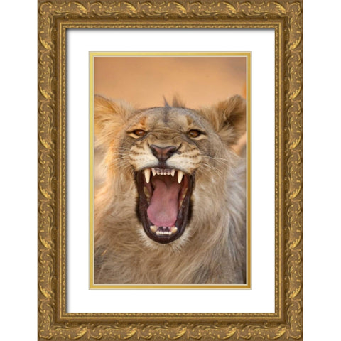 Africa, Namibia Male lion growling Gold Ornate Wood Framed Art Print with Double Matting by Zuckerman, Jim