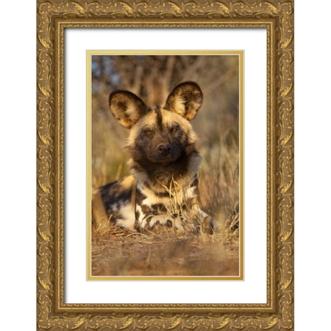 Africa, Namibia Wild dog resting Gold Ornate Wood Framed Art Print with Double Matting by Zuckerman, Jim