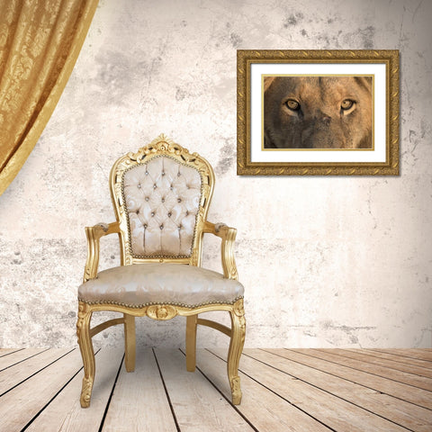 Africa, Namibia Male lion, Namibia Gold Ornate Wood Framed Art Print with Double Matting by Zuckerman, Jim