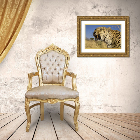 Africa, Namibia Leopard snarling Gold Ornate Wood Framed Art Print with Double Matting by Zuckerman, Jim