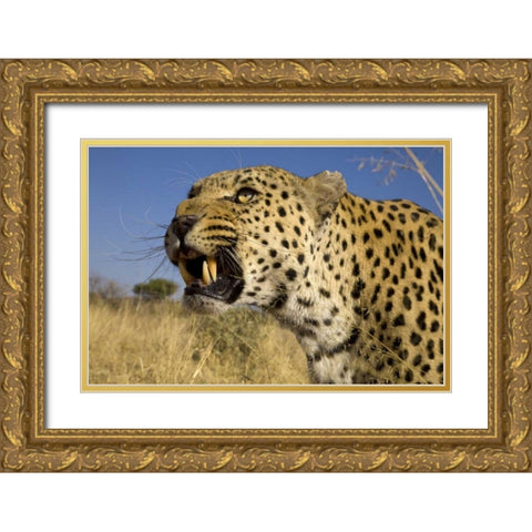 Africa, Namibia Leopard snarling Gold Ornate Wood Framed Art Print with Double Matting by Zuckerman, Jim
