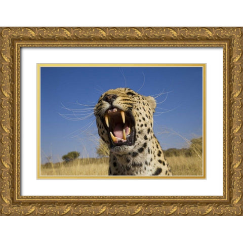 Africa, Namibia Leopard snarling Gold Ornate Wood Framed Art Print with Double Matting by Zuckerman, Jim