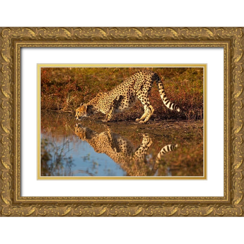 Namibia Adult cheetah drinking and reflecting in water Gold Ornate Wood Framed Art Print with Double Matting by Jaynes Gallery