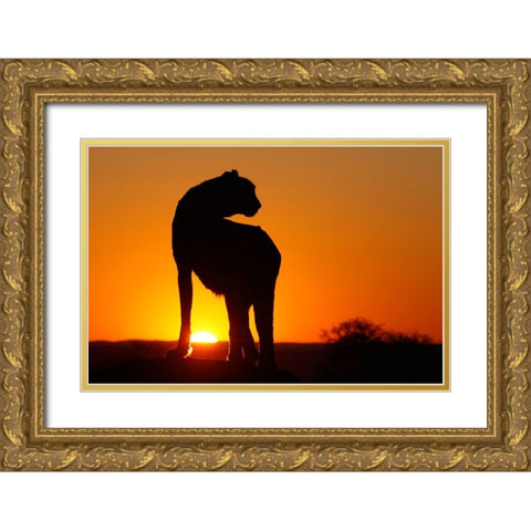 Namibia Cheetah silhouette at sunset Gold Ornate Wood Framed Art Print with Double Matting by Jaynes Gallery