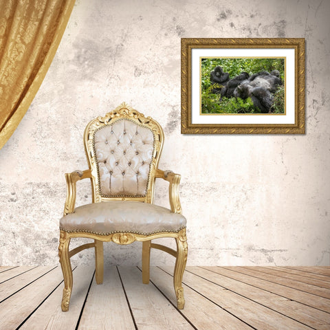 Africa-Rwanda-Volcanoes National Park-Mountain Gorillas resting in rainforest Gold Ornate Wood Framed Art Print with Double Matting by Souders, Paul