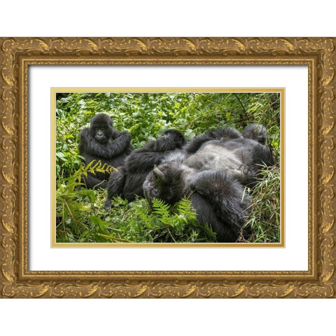 Africa-Rwanda-Volcanoes National Park-Mountain Gorillas resting in rainforest Gold Ornate Wood Framed Art Print with Double Matting by Souders, Paul