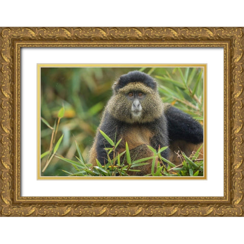 Africa-Rwanda-Volcanoes National Park-Golden Monkey in Virunga Mountains Gold Ornate Wood Framed Art Print with Double Matting by Souders, Paul