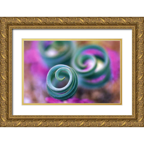 South Namaqualand, Curled lily leaves Gold Ornate Wood Framed Art Print with Double Matting by Rotenberg, Nancy