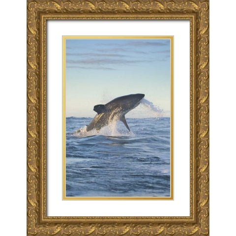 South Cape Town A great white shark hunting Gold Ornate Wood Framed Art Print with Double Matting by Anon, Josh