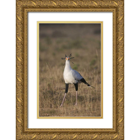 South Port Elizabeth A secretary bird portrait Gold Ornate Wood Framed Art Print with Double Matting by Anon, Josh