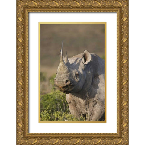 South Africa, Port Elizabeth, Black rhino grazing Gold Ornate Wood Framed Art Print with Double Matting by Anon, Josh