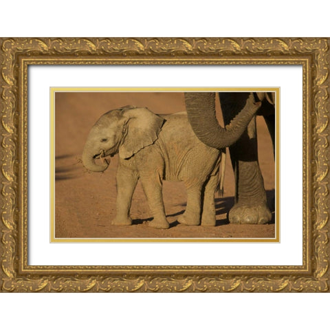 South Africa Baby elephant plays with a branch Gold Ornate Wood Framed Art Print with Double Matting by Anon, Josh
