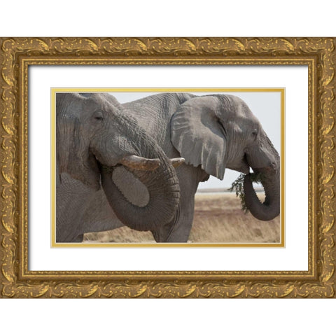 Two elephants eating plants, Etosha NP, Namibia Gold Ornate Wood Framed Art Print with Double Matting by Young, Bill