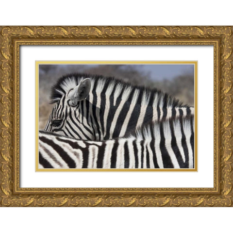 Namibia, Etosha NP Patterns formed by two zebras Gold Ornate Wood Framed Art Print with Double Matting by Young, Bill