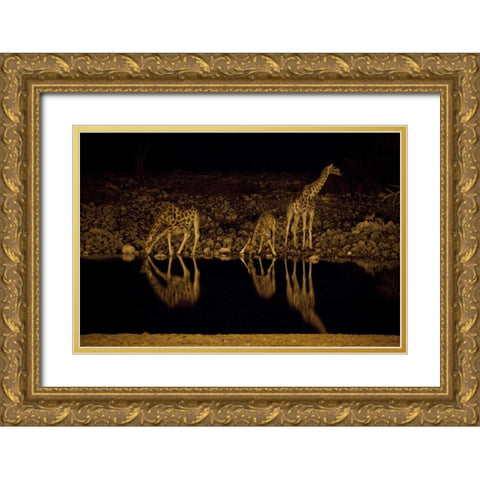 Namibia, Etosha NP Giraffe drinks at Okaukuejo Gold Ornate Wood Framed Art Print with Double Matting by Young, Bill