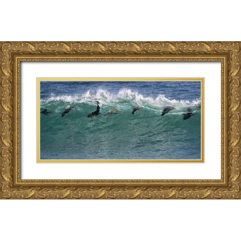 South Africa Seals surfing in waves Gold Ornate Wood Framed Art Print with Double Matting by Young, Bill