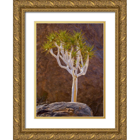 South Richtersveld NP Quiver tree and boulders Gold Ornate Wood Framed Art Print with Double Matting by Young, Bill