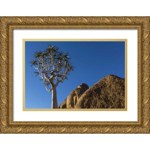 South Richtersveld NP Quiver tree and boulder Gold Ornate Wood Framed Art Print with Double Matting by Young, Bill