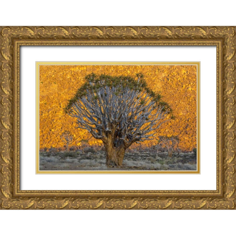 South Richtersveld NP Quiver trees against hill Gold Ornate Wood Framed Art Print with Double Matting by Young, Bill